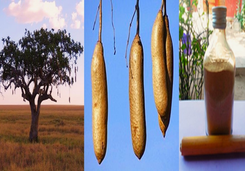 Gonandzololo (Kigelia africana): o poder afrodisíaco da flora Africana