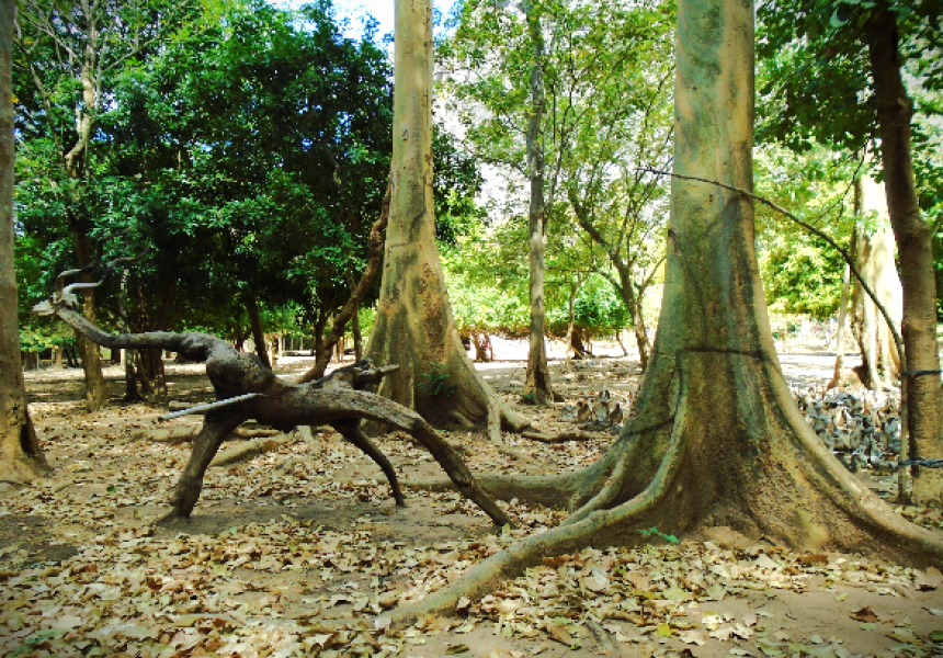 N´vara kulihi: uma planta carnívora ou planta da morte?