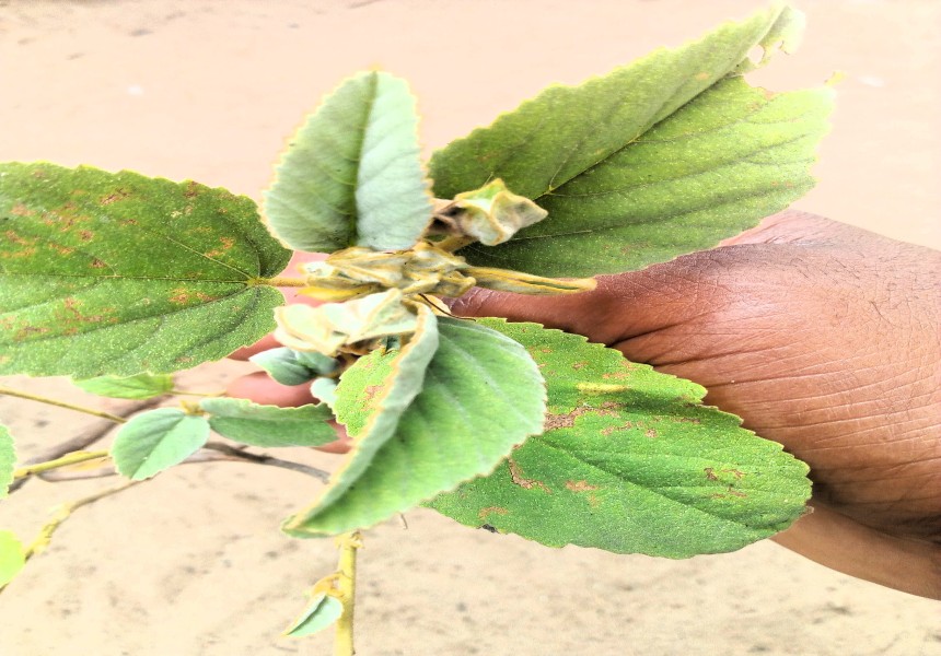 MulhwaGambu (Waltheria indica): uma solução vegetal para os abscessos