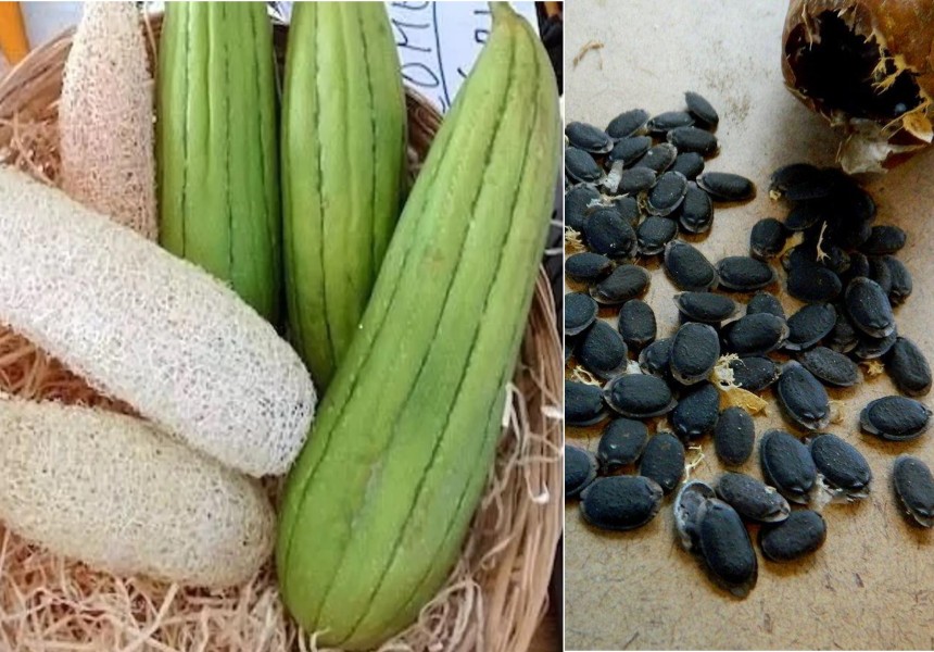 Nyenyeri (Luffa aegyptiaca): o remédio da “gravidez masculina”