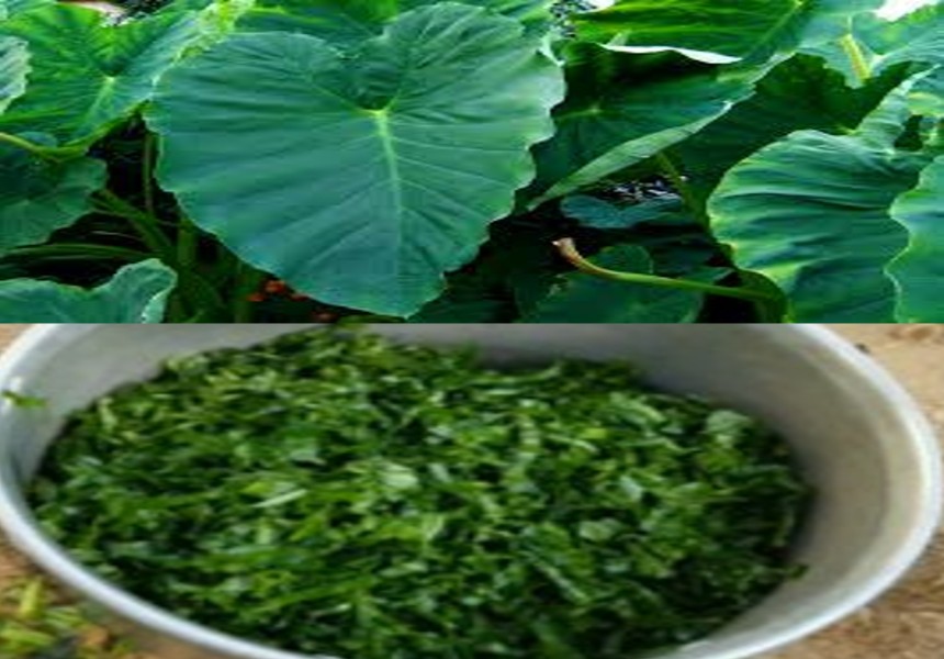Niphopwe, tambudjiko ou folhas de inhame: a diversidade gastronómica da Colocasia esculenta